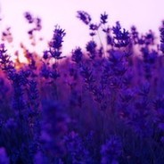 Only Chillstep Episode 26